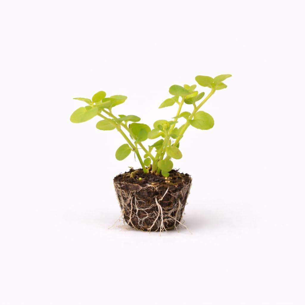 PLANT NOOK Lysimachia Goldilocks Live Plant Starter Plug 2-Pack | Golden Foliage Trailing Groundcover | Bright Yellow Accent Plant for Hanging Baskets, Pots & Borders