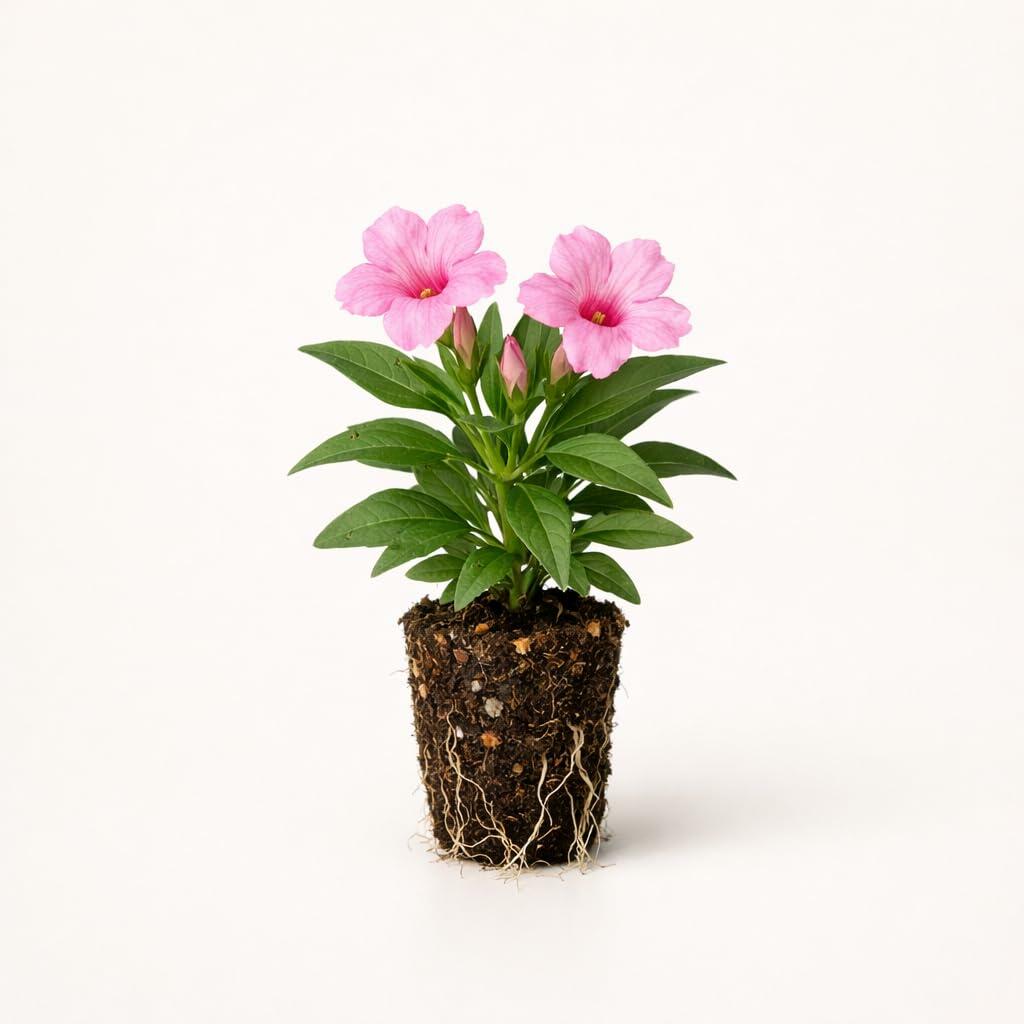 PLANT NOOK Ruellia Katies Dwarf Pink Live Plant Starter Plug 2-Pack | Clean White Mexican Petunia Blooms | Heat Tolerant Groundcover for Full Sun Pots Borders