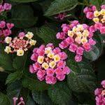 PLANT NOOK Lantana Camara Ms. Huff Pink Live Plant Starter Plug 2-Pack | Pink Blooming Lantana for Pots Borders | Full Sun Heat Tolerant Pollinator Plant