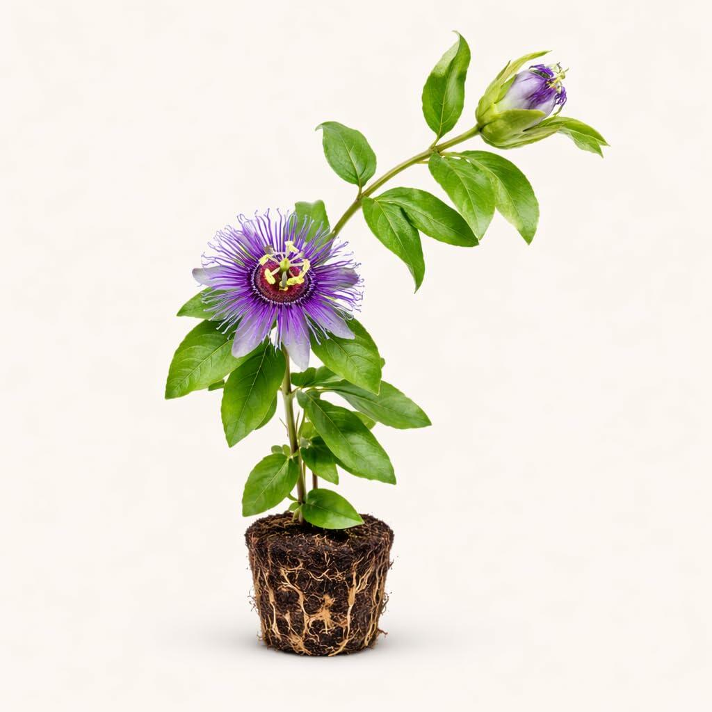 PLANT NOOK Passiflora Incense Live Plant Starter Plug 2-Pack | Fragrant Purple Passionflower Vine | Fast-Growing Climber for Trellis, Fence & Full Sun Gardens