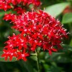 PLANT NOOK Pentas Ruby Glow Live Plant Starter Plug 2-Pack | Rich Red Star Flower Clusters | Butterfly & Hummingbird Plant | Full Sun Easy Bloomer