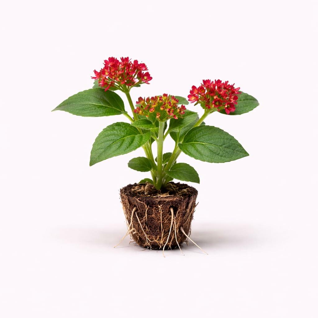 PLANT NOOK Pentas Cranberry Punch Live Plant Starter Plug 2-Pack | Bright Cranberry-Red Star Flowers | Butterfly & Hummingbird Magnet | Full Sun Container Bedding Plant