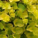 PLANT NOOK Lysimachia Goldilocks Live Plant Starter Plug 2-Pack | Golden Foliage Trailing Groundcover | Bright Yellow Accent Plant for Hanging Baskets, Pots & Borders