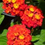 PLANT NOOK Lantana Red Spread Live Plant Starter Plug 2-Pack | Orange Blooms That Deepen to Rich Red | Spreading Full Sun Plant for Groundcover, Pots & Borders
