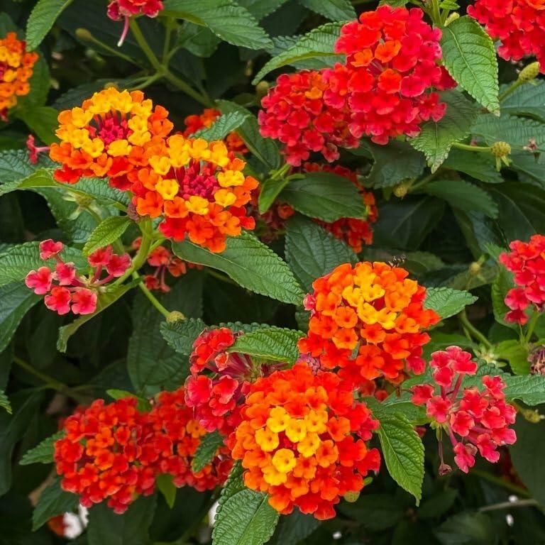 PLANT NOOK Lantana Radiation Live Plant Starter Plug 2-Pack | Orange-Red Blooms with Yellow Accents | Heat-Tolerant Full Sun Pollinator Plant for Pots & Borders