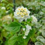 PLANT NOOK Lantana Silver Mound Live Plant Starter Plug 2-Pack | Creamy White Blooms with Yellow Centers | Compact Mounding Full Sun Plant for Pots & Borders