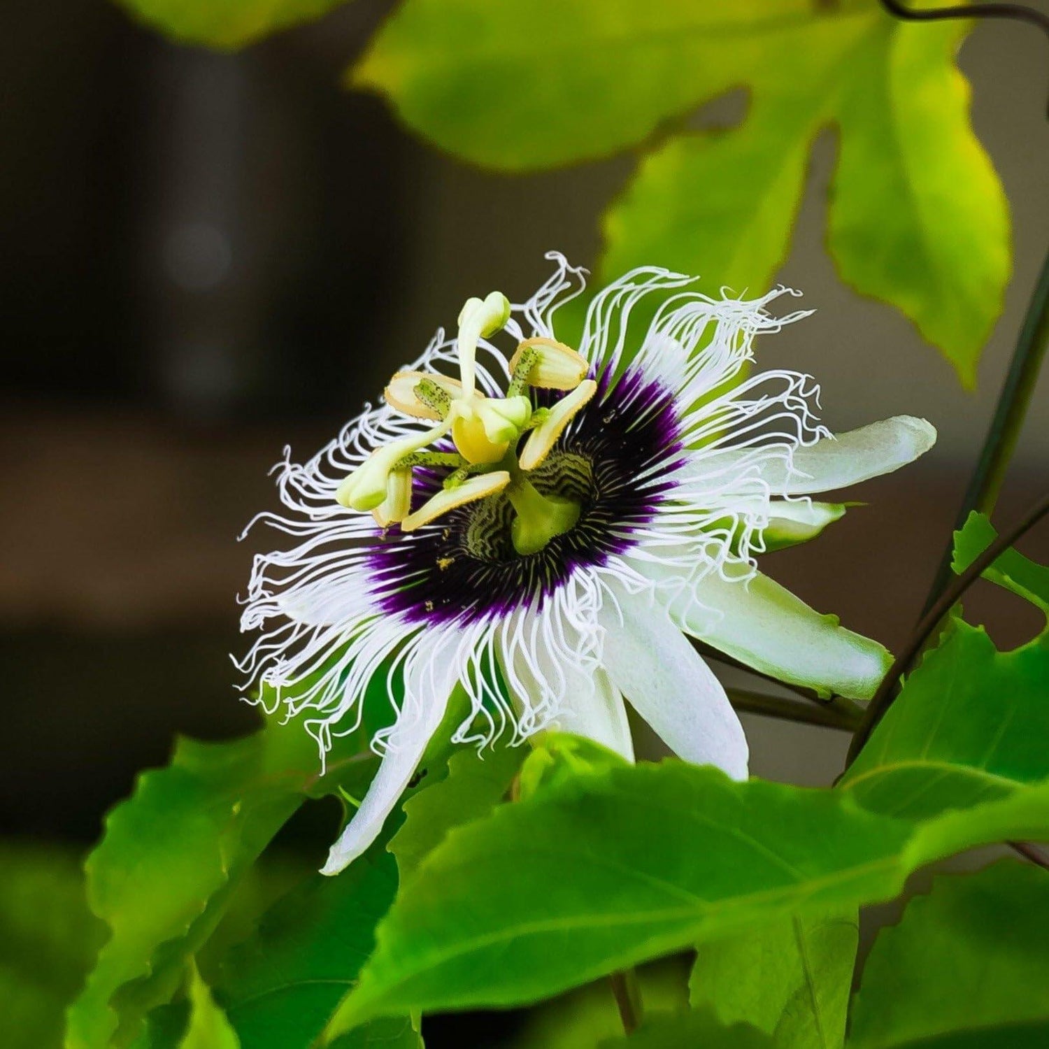 PLANT NOOK Sweet Sunrise Golden Passion Fruit Live Plant Starter Plug 2-Pack | Passiflora edulis Vine | Golden Fruiting Passionfruit for Trellis, Fence & Full Sun