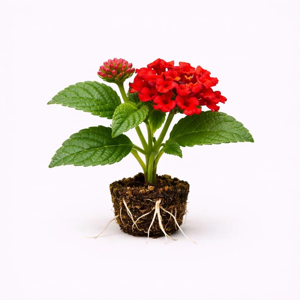 PLANT NOOK Lantana Camara Frans Red Live Plant Starter Plug 2-Pack | Red Blooming Lantana for Pots Borders | Full Sun Heat Tolerant Pollinator Plant