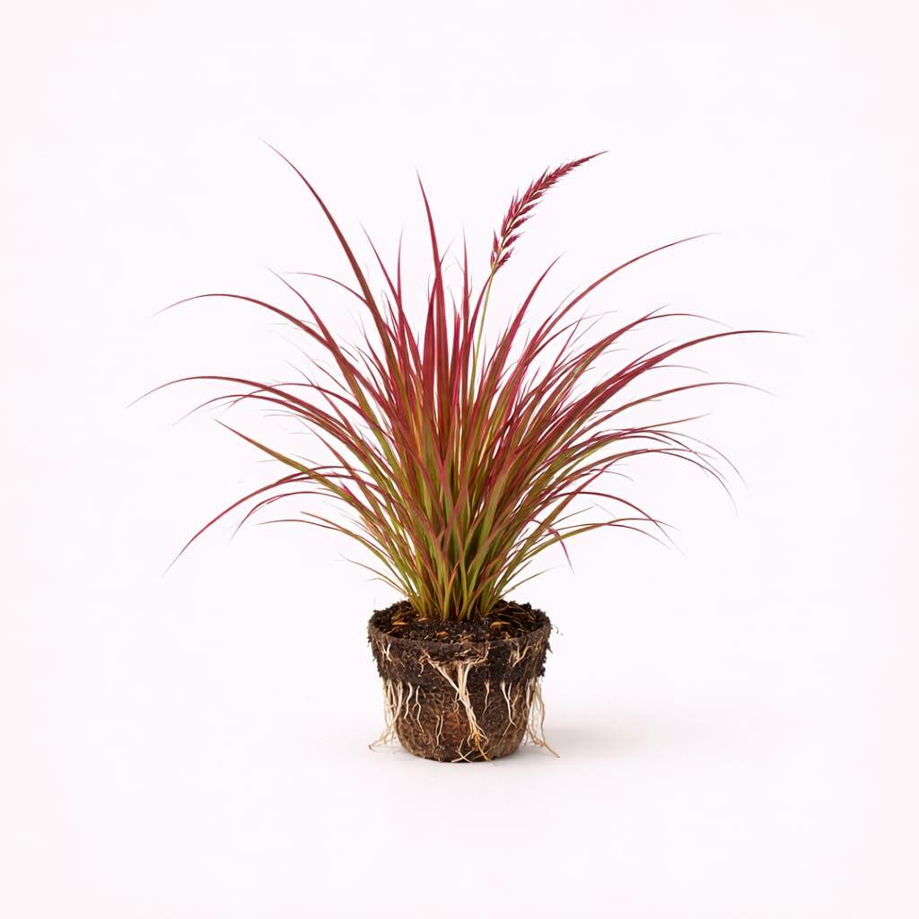 PLANT NOOK Fireworks Fountain Grass PP#18504 Live Plant Starter Plug 2-Pack | Pink Burgundy Variegated Foliage | Bold Ornamental Grass for Pots & Sunny Landscapes
