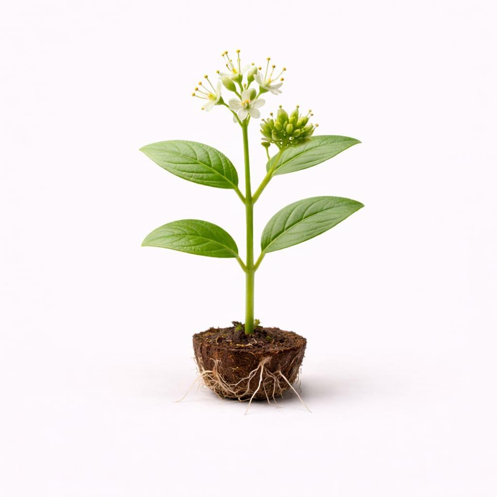 PLANT NOOK Pentas Starburst Live Plant Starter Plug 2-Pack | Pink Star Flowers with Dark Eye | Pollinator Favorite | Full Sun Container Bedding Plant