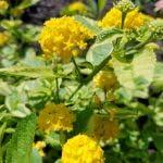 PLANT NOOK Lantana Samantha Live Plant Starter Plug 2-Pack | Bright Yellow Blooms with Variegated Foliage | Heat-Tolerant Butterfly Plant for Pots & Borders