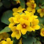 PLANT NOOK Lysimachia Golden Globes Live Plant Starter Plug 2-Pack | Bright Yellow Flowers & Trailing Green Foliage | Groundcover Plant for Pots, Hanging Baskets & Rock Gardens