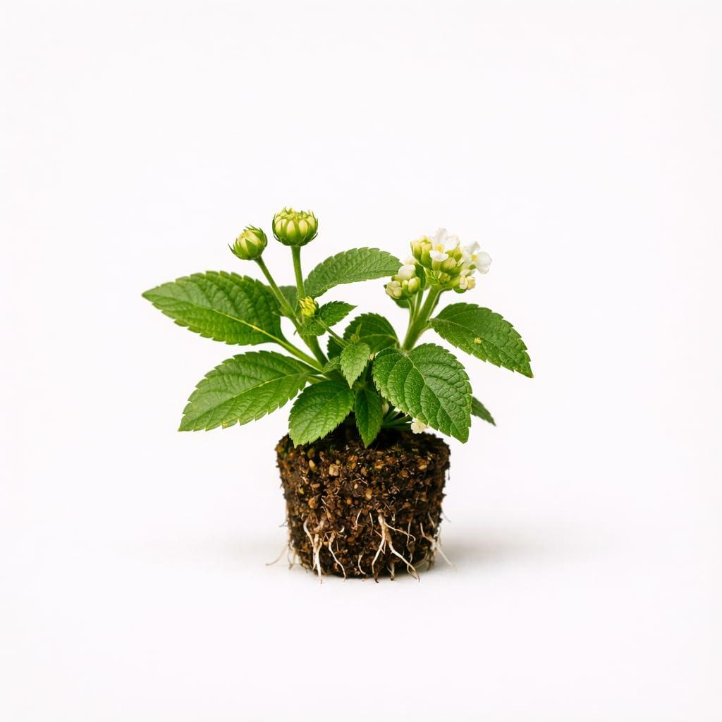 PLANT NOOK Lantana Silver Mound Live Plant Starter Plug 2-Pack | Creamy White Blooms with Yellow Centers | Compact Mounding Full Sun Plant for Pots & Borders