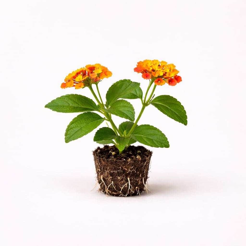 PLANT NOOK Lantana Tangerine Live Plant Starter Plug 2-Pack | Bright Orange Blooms | Heat-Tolerant Full Sun Pollinator Plant for Pots, Borders & Sunny Beds