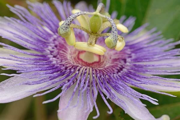 PLANT NOOK Maypop Passionflower Live Plant Starter Plug 2-Pack | Passiflora incarnata Hardy Vine | Purple White Blooms with Edible Fruit for Trellis & Full Sun Gardens