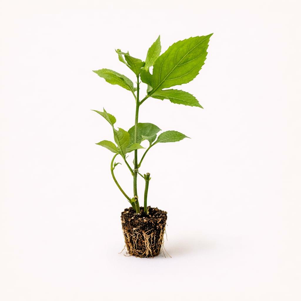 PLANT NOOK Purple Possum Passion Fruit Live Plant Starter Plug 2-Pack | Passiflora edulis Vine | Edible Purple Passionfruit for Trellis, Fence & Full Sun Gardens