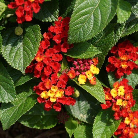 PLANT NOOK Lantana Salsa Live Plant Starter Plug 2-Pack | Yellow Orange & Red Blooms | Heat-Tolerant Butterfly Plant for Pots, Borders & Full Sun Gardens