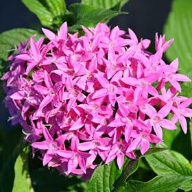 PLANT NOOK Pentas Orchid Illusion Live Plant Starter Plug 2-Pack | Lavender Pink Star Flowers | Compact Bloomer | Full Sun Pollinator Garden Plant