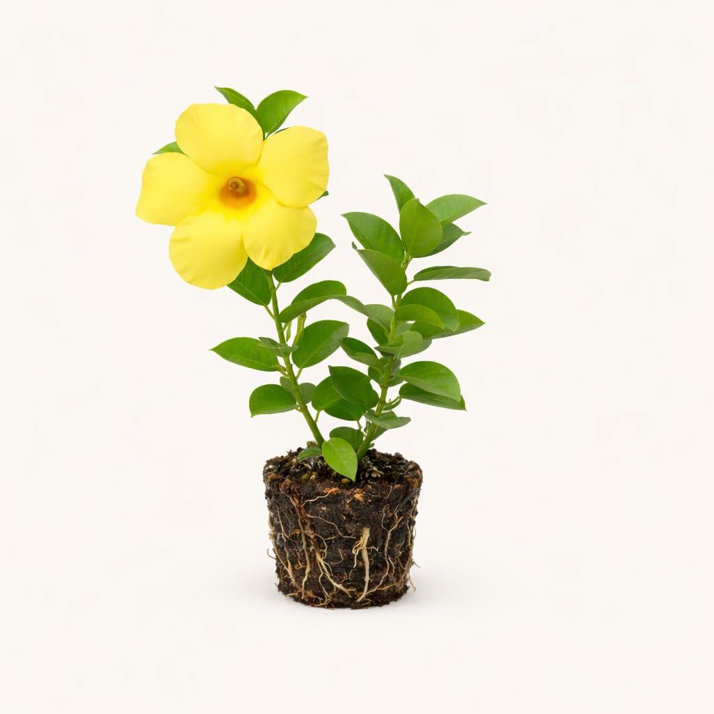 PLANT NOOK Mandevilla Sunny Live Plant Starter Plug 2-Pack | Cheerful Yellow Blooms | Trailing Tropical Vine for Patio Pots, Trellis & Full Sun Gardens
