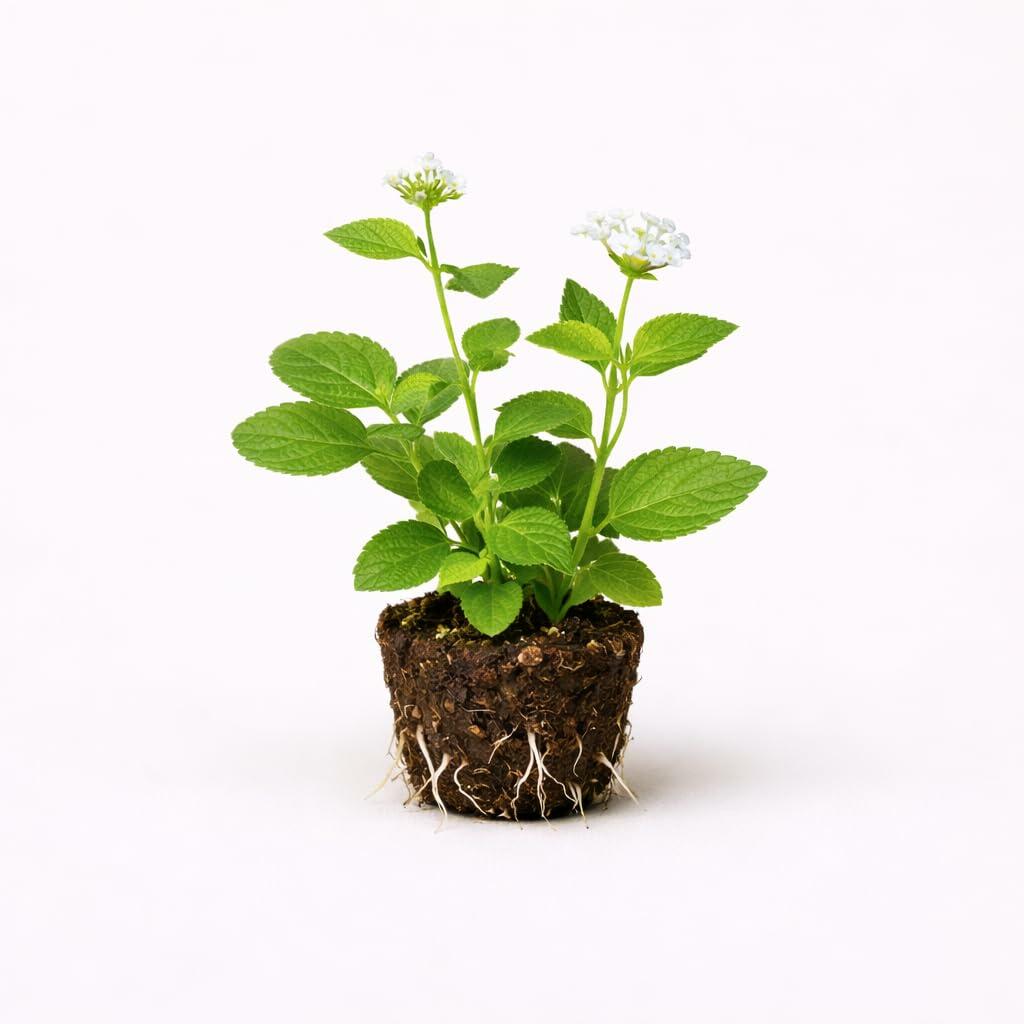 PLANT NOOK Lantana Trailing White Live Plant Starter Plug 2-Pack | Pure White Blooms | Trailing Full Sun Plant for Hanging Baskets, Pots & Groundcover