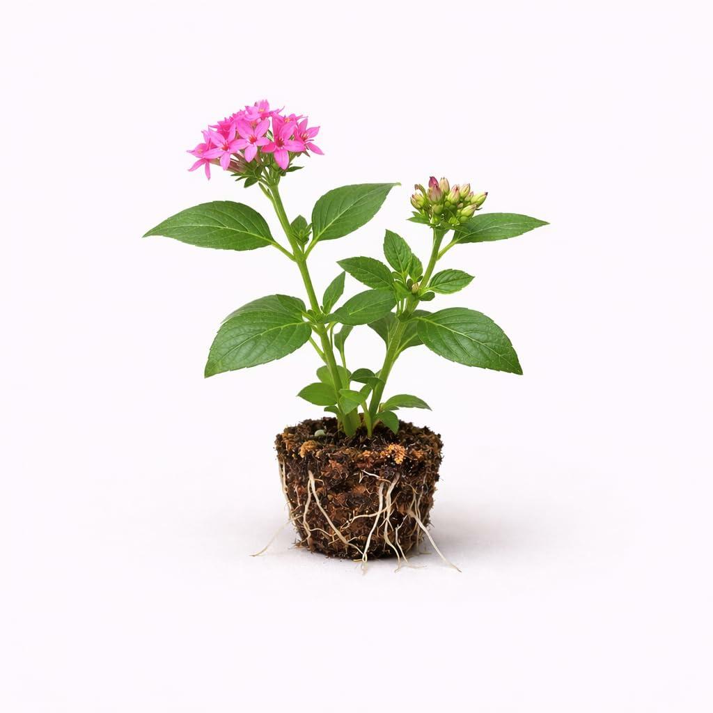 PLANT NOOK Pentas Pink Profusion Live Plant Starter Plug 2-Pack | Bright Pink Star Flowers | Long Bloom Season | Full Sun Pollinator Container Plant