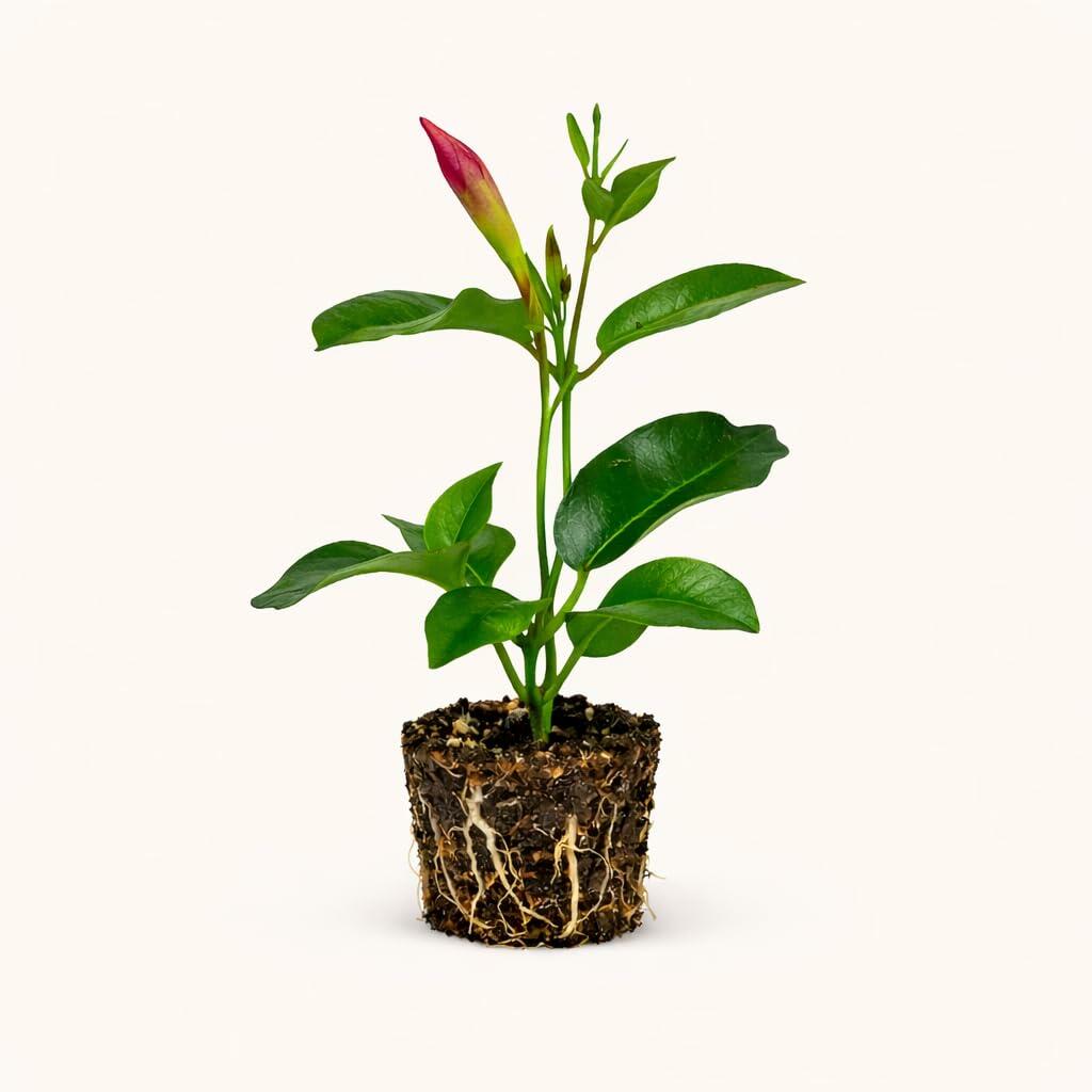 PLANT NOOK Mandevilla Fury Pink PP#22543 Live Plant Starter Plug 2-Pack | Bright Pink Trumpet Blooms | Compact Tropical Vine for Patio Pots, Trellis & Full Sun