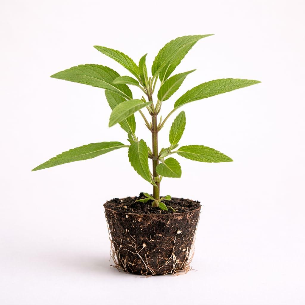 PLANT NOOK Mexican Sage Salvia Live Plant Starter Plug 2-Pack | Velvety Purple and White Flower Spikes | Drought Tolerant Pollinator Plant for Full Sun Borders