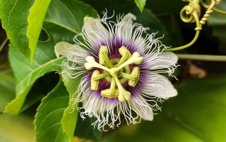 PLANT NOOK Purple Possum Passion Fruit Live Plant Starter Plug 2-Pack | Passiflora edulis Vine | Edible Purple Passionfruit for Trellis, Fence & Full Sun Gardens