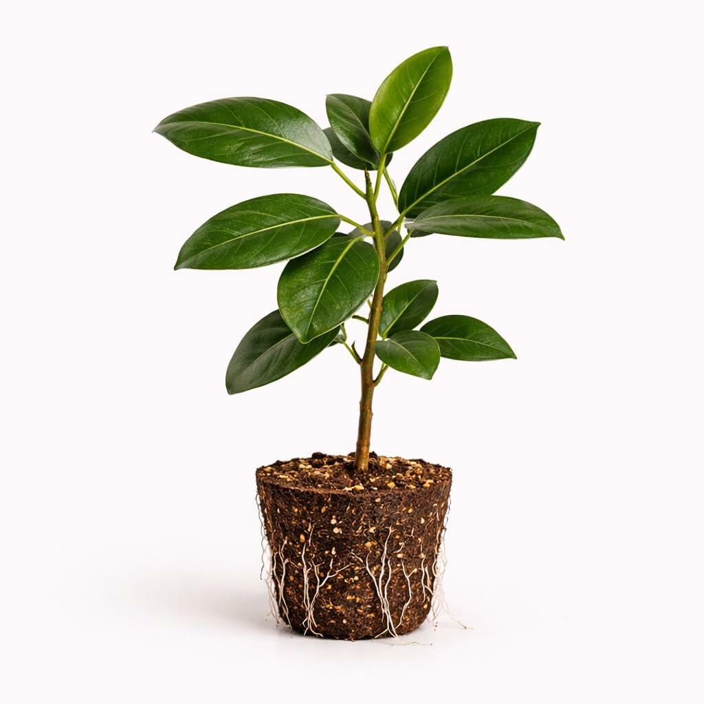 PLANT NOOK Ficus Audrey Live Plant Starter Plug | Indoor Tree Style Houseplant | Thick Green Leaves | Easy Home Office Plant | Bright Indirect Light