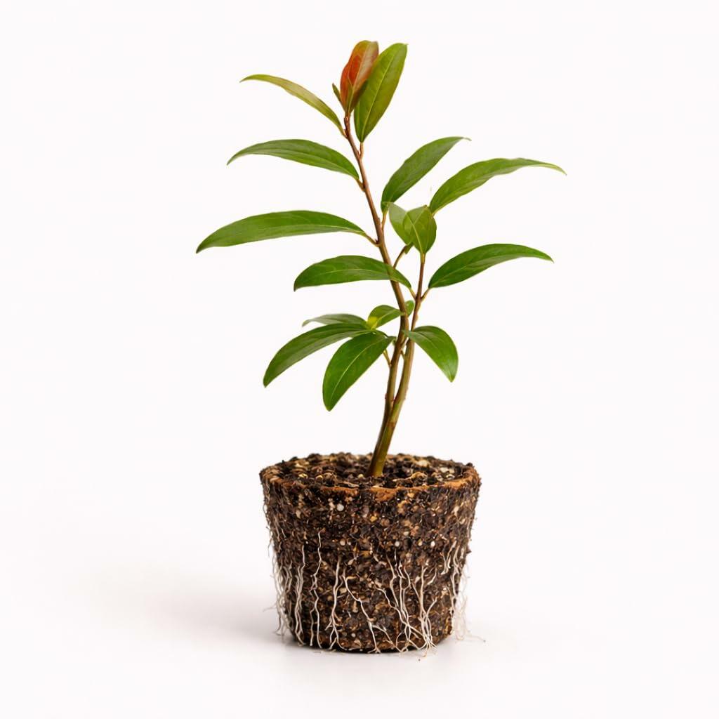 PLANT NOOK Salavatski Pomegranate Tree Live Plant Starter Plug 2-Pack | Cold Hardy Pomegranate Variety | Large Fruit with Deep Red Arils | Full Sun Fruit Tree