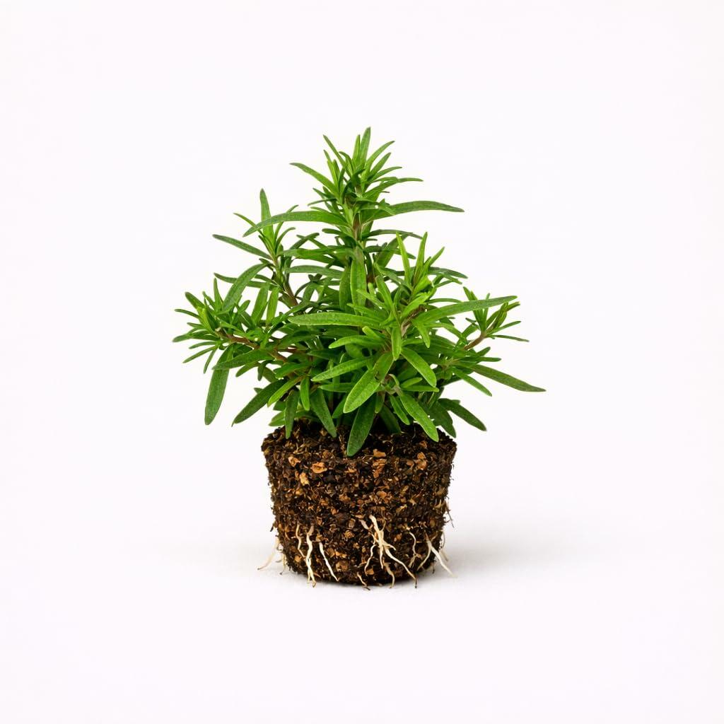 PLANT NOOK Cuphea Allyson Purple Live Plant Starter Plug 2-Pack | Compact Mexican Heather | Tiny Purple Flowers All Season | Heat Tolerant Container Plant