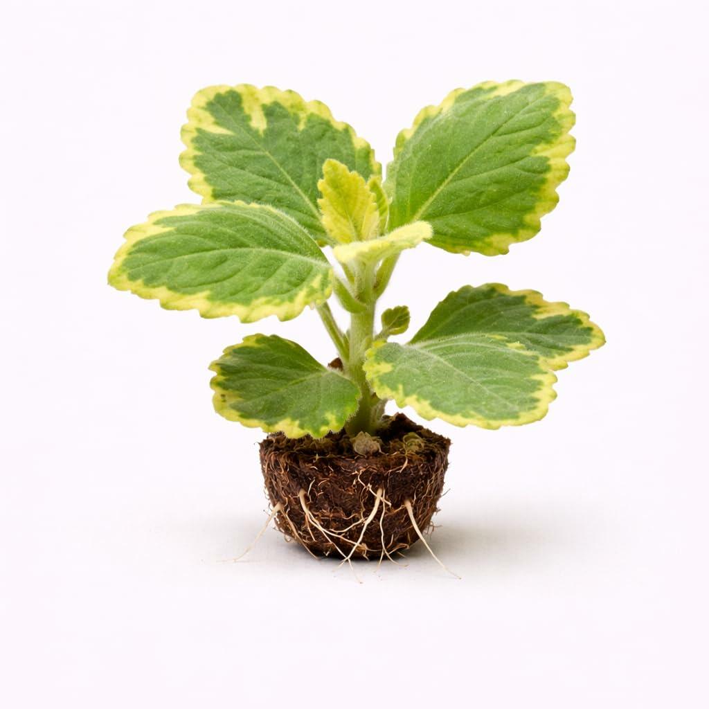 PLANT NOOK Plectranthus Lemon Twist Live Plant Starter Plug 2-Pack | Variegated Trailing Foliage | Citrus Scent | Hanging Basket Patio Container Plant