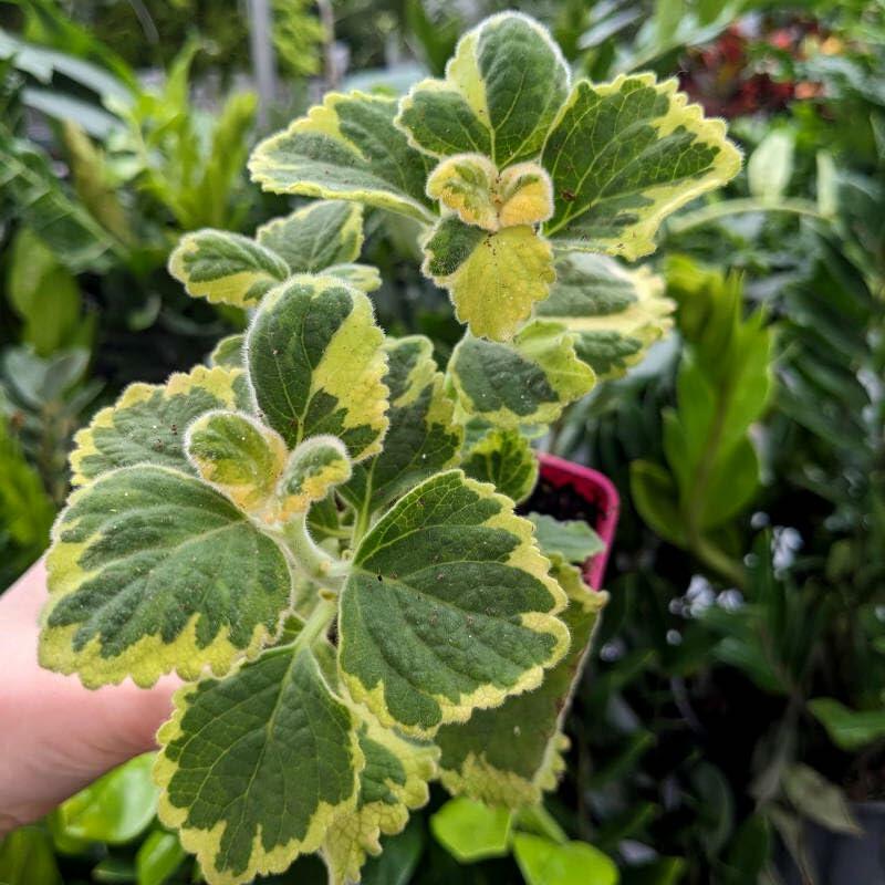 PLANT NOOK Plectranthus Lemon Twist Live Plant Starter Plug 2-Pack | Variegated Trailing Foliage | Citrus Scent | Hanging Basket Patio Container Plant