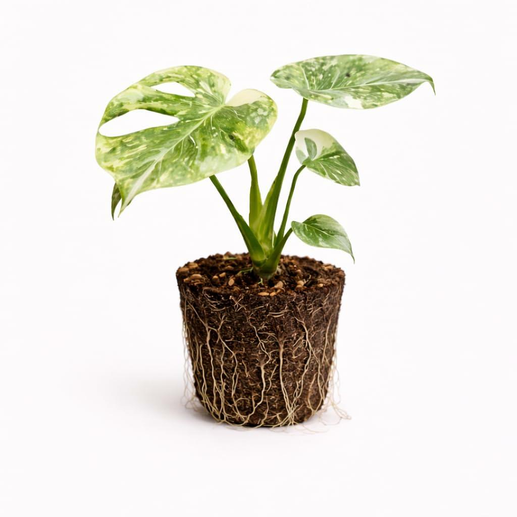 PLANT NOOK Monstera Deliciosa Live Plant Starter Plug | Tropical Indoor Houseplant with Split Leaves | Easy Care Greenery for Home Office | Bright Indirect Light