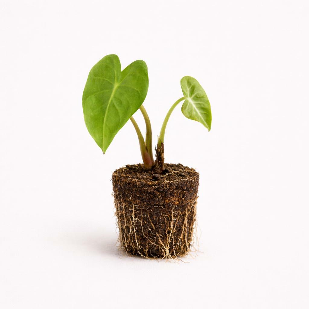 PLANT NOOK Alocasia Frydek Live Plant Starter Plug | Green Velvet Elephant Ear Houseplant | Dark Leaves with Bright Veins | Indoor Tropical Plant