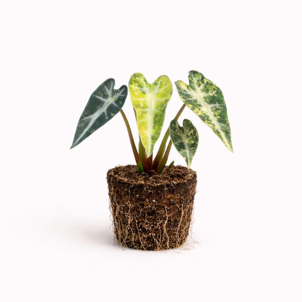 PLANT NOOK Variegated Alocasia Bambino Live Plant Starter Plug | Rare Indoor Elephant Ear Plant | White Green Variegated Leaves | Bright Indirect Light