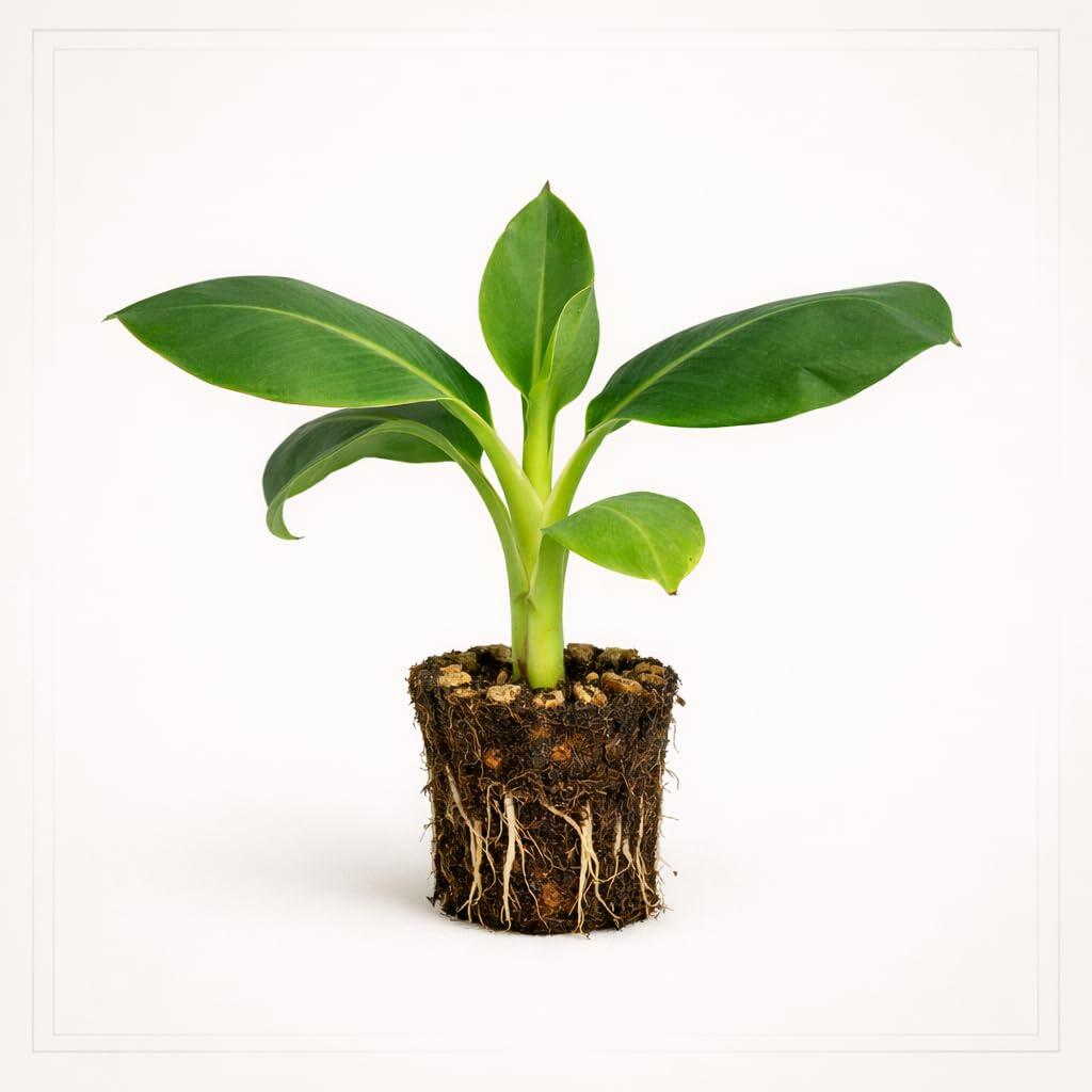 PLANT NOOK Double Mahoi Banana Live Plant Starter Plug 2-Pack | Unique Fruiting Banana Known for Double Bunches | Compact Tropical Banana for Patio Containers | Full Sun