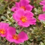 PLANT NOOK Portulaca Puerto Rican Hot Pink Live Plant Starter Plug 2-Pack | Neon Hot Pink Moss Rose Flowers | Heat & Drought Tolerant Groundcover for Full Sun Pots Borders