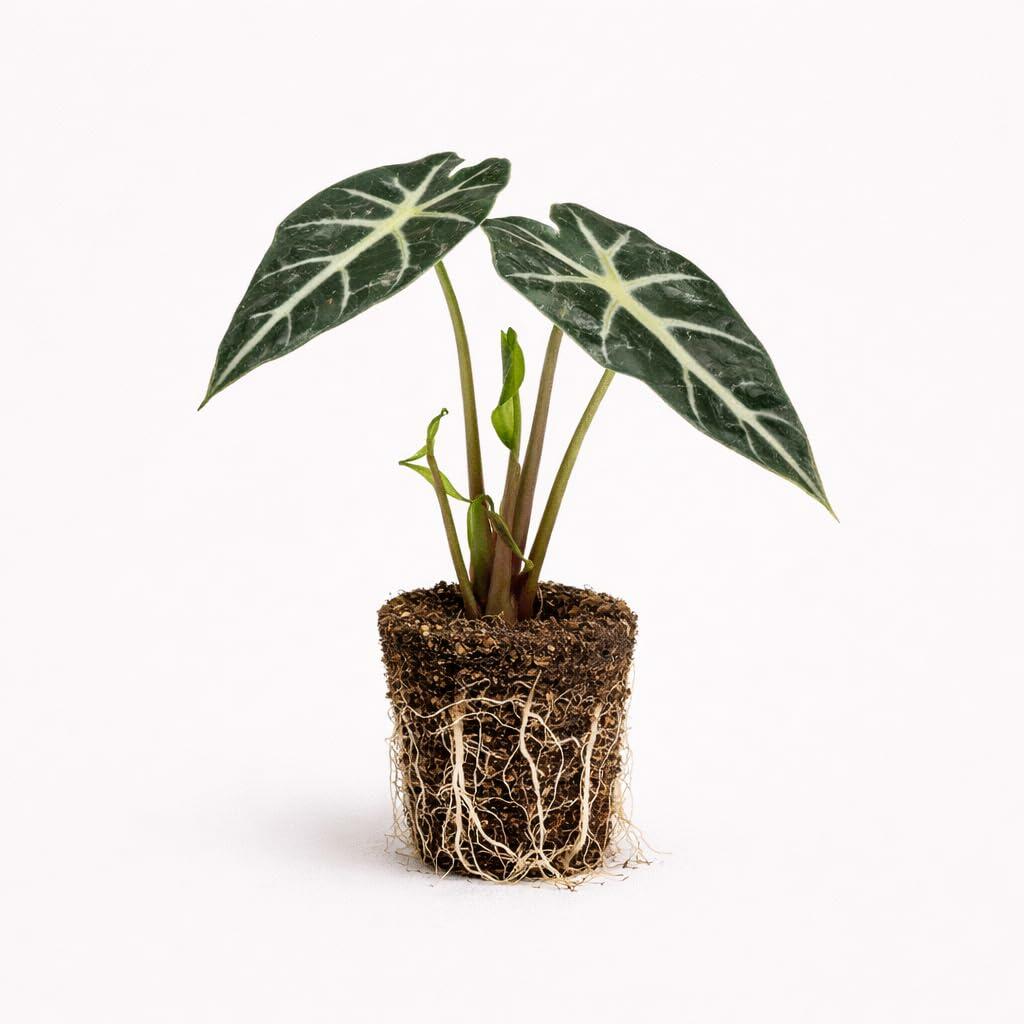 PLANT NOOK Alocasia Amazonia Live Plant Starter Plug | African Mask Plant Indoor Elephant Ear | Bold Veined Tropical Houseplant | Bright Indirect Light