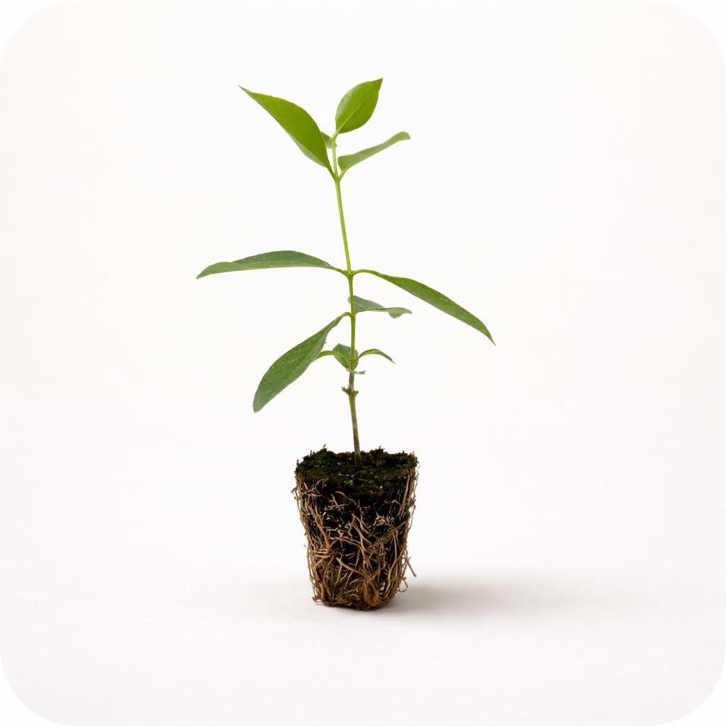 PLANT NOOK Pink Guava (Psidium guajava) Live Plant Starter Plug 2-Pack | Tropical Fruit Tree with Fragrant White Flowers and Pink Flesh | Edible Shrub for Patio Pots & Garden Beds