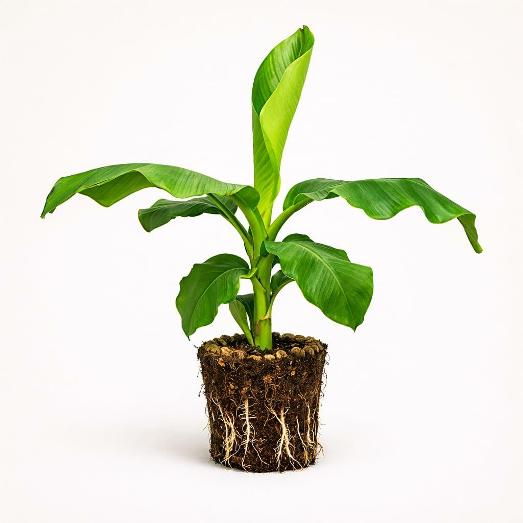 PLANT NOOK NAM Wah Banana Live Plant Starter Plug 2-Pack | Sweet Thai Fruiting Banana for Patio Containers & Home Orchard | Full Sun Tropical Plant