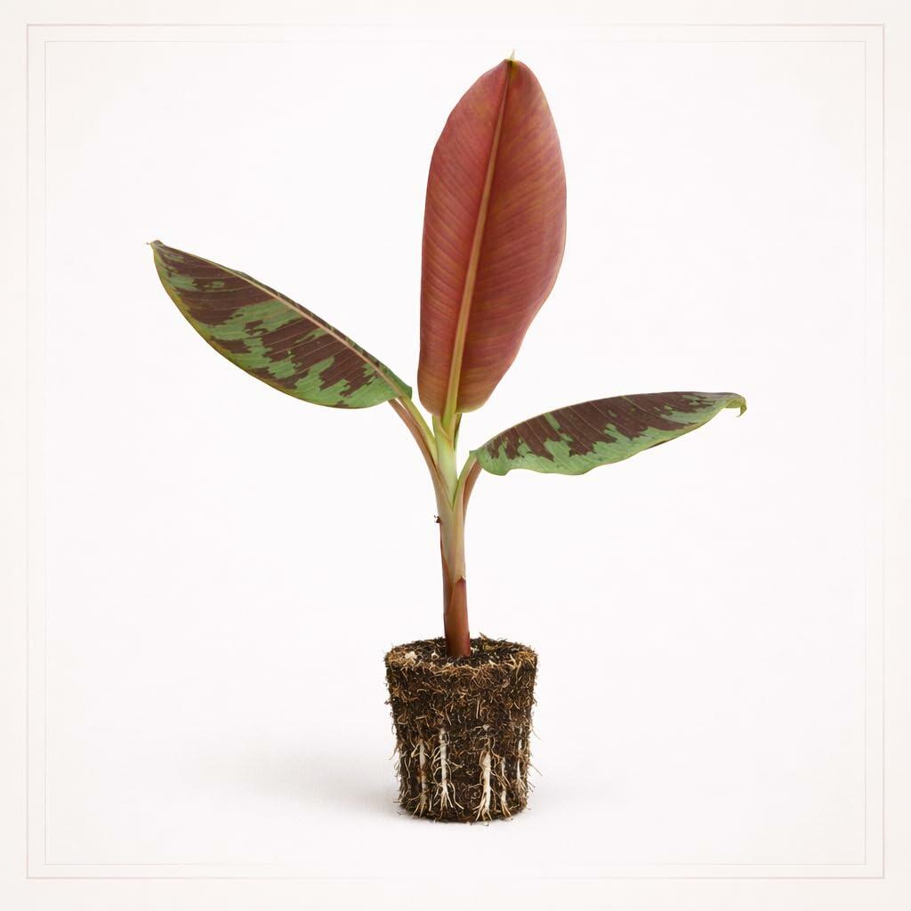 PLANT NOOK Red Cuban Banana Live Plant Starter Plug 2-Pack | Red Fruiting Banana Plant with Tropical Foliage | Patio Container Banana | Full Sun Warm Climate