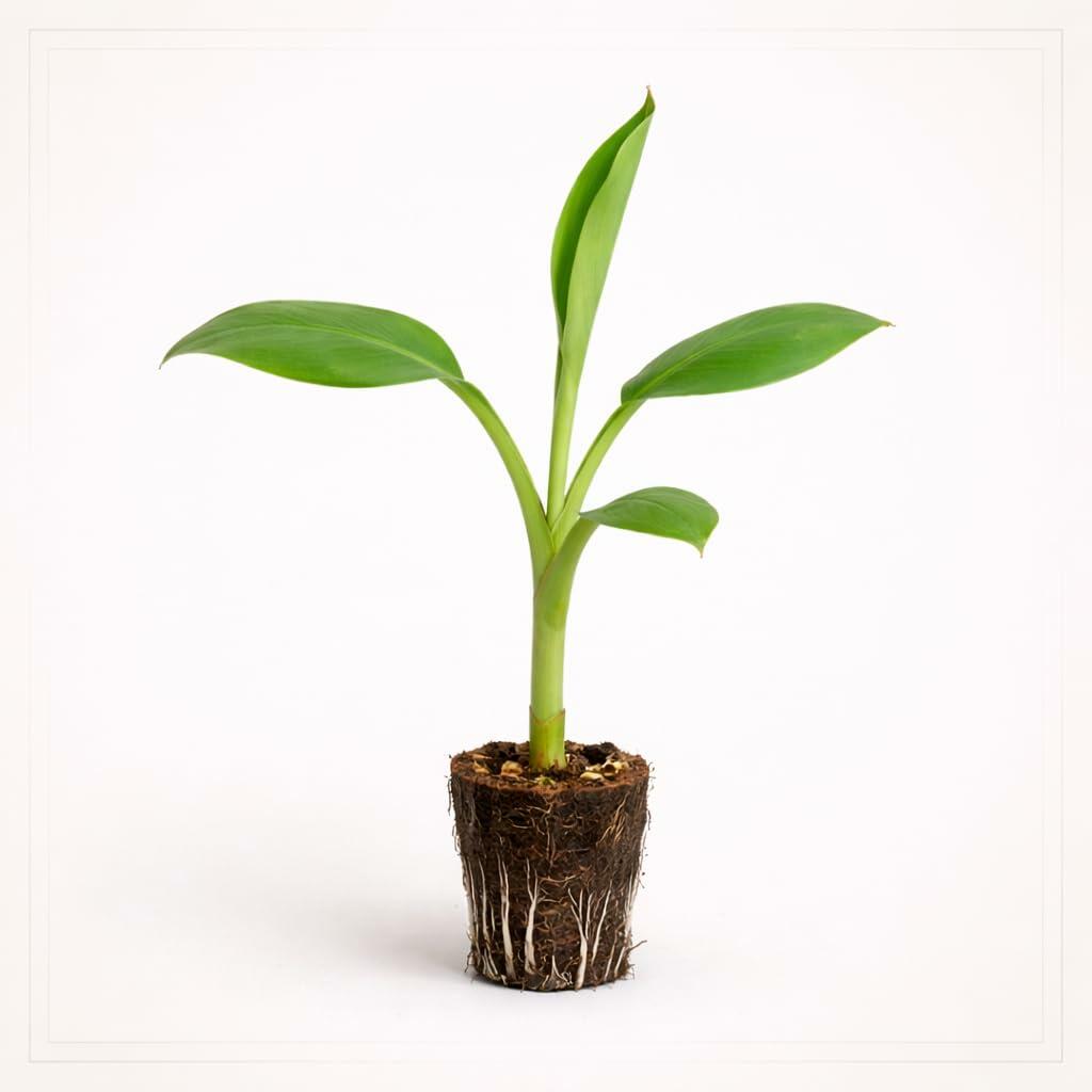PLANT NOOK Kokopo Banana Live Plant Starter Plug 2-Pack | Fast Fruiting Banana Variety with Orange Tinted Flesh | Patio Container Banana | Full Sun Tropical Fruit Plant