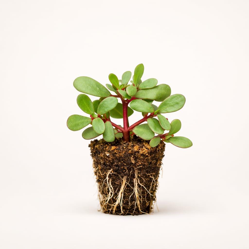 PLANT NOOK Portulaca White Live Plant Starter Plug 2-Pack | Pure White Moss Rose Flowers | Full Sun Heat Tolerant Groundcover for Pots Borders Rock Gardens