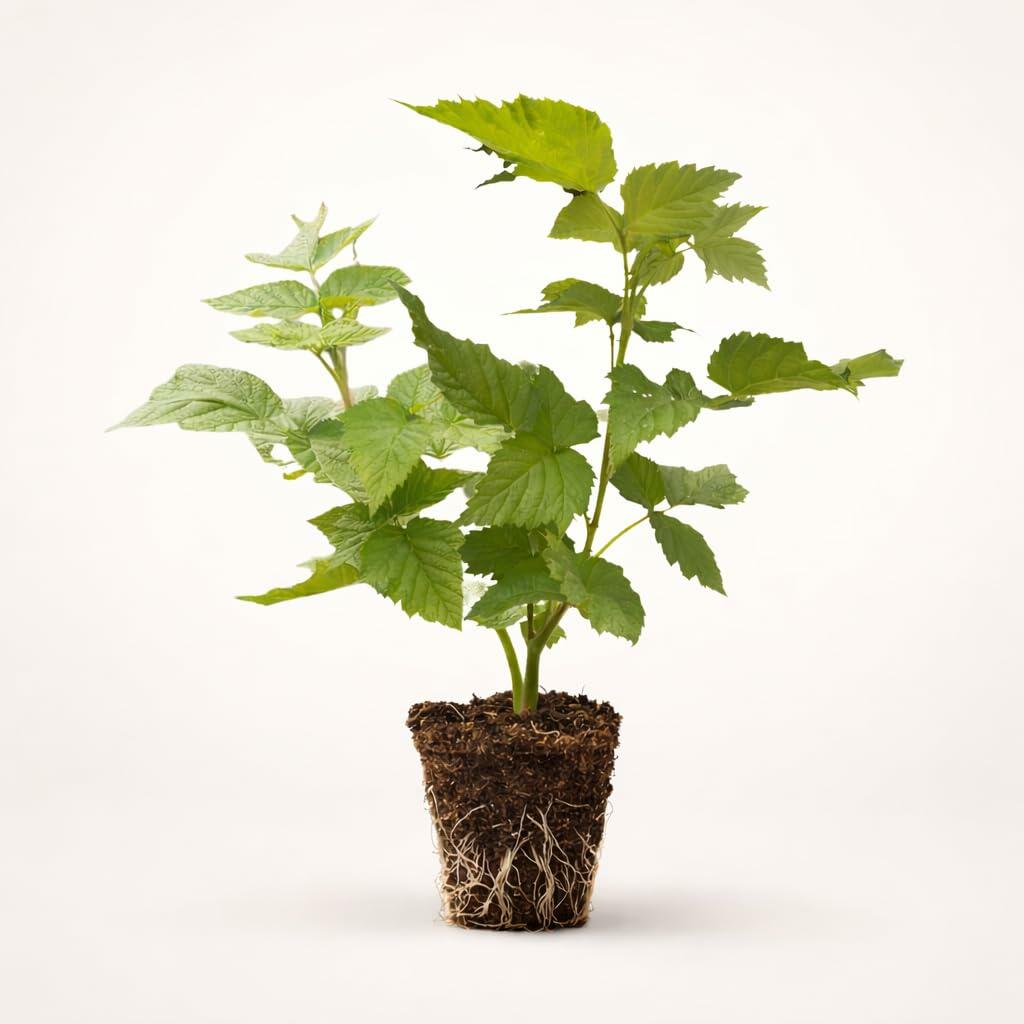 PLANT NOOK Glencoe Thornless Purple Raspberry Live Plant Starter Plug 2-Pack | Sweet Purple Berries | Compact Berry Bush for Home Garden Beds or Patio Growing