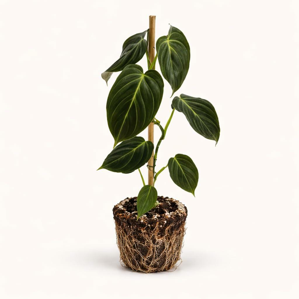 PLANT NOOK Crossandra Mona Wallhead Live Plant Starter Plug 2-Pack | Firecracker Flower | Salmon Pink Blooms | Tropical Flowering Plant for Pots and Shade Gardens