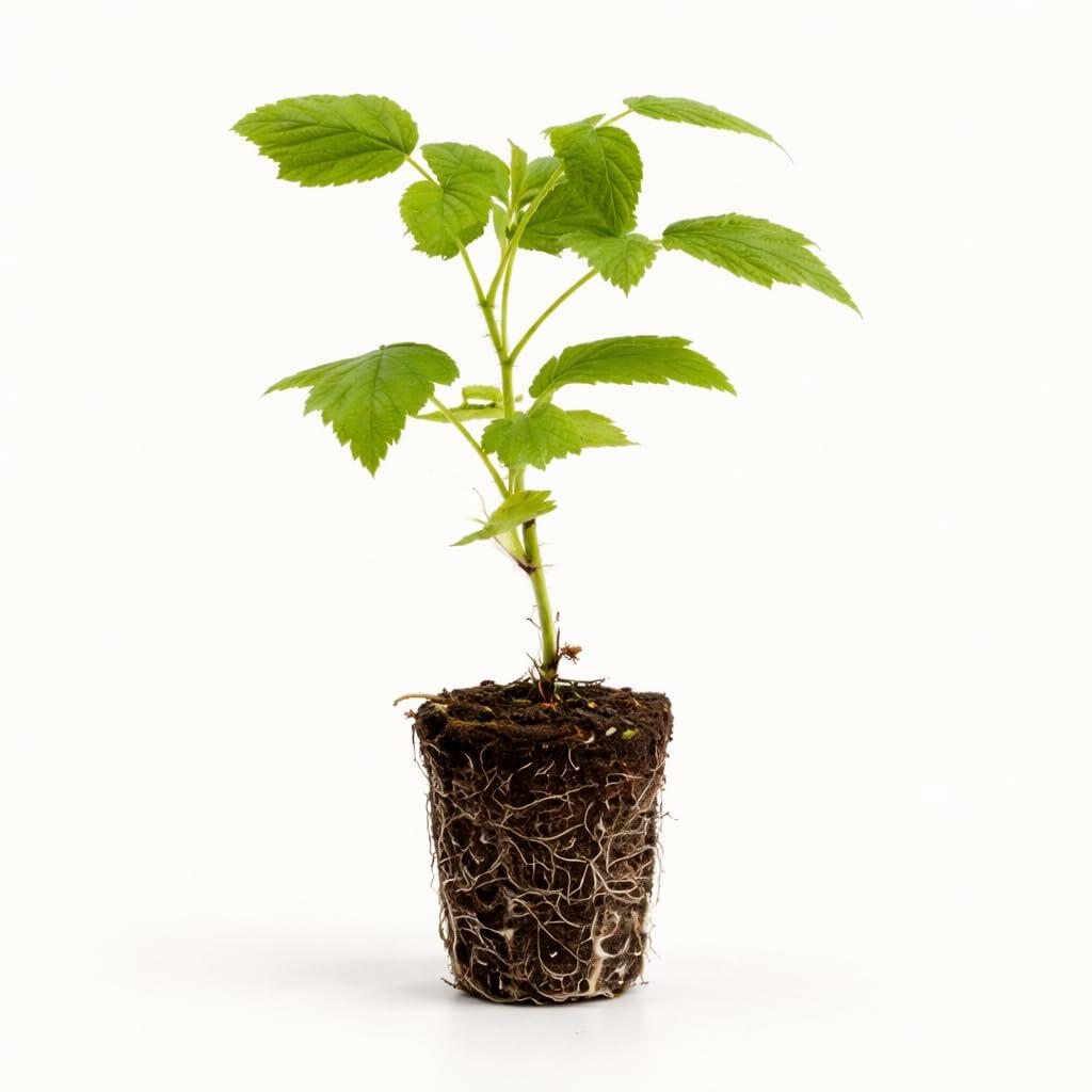 PLANT NOOK Natahalla Thornless Raspberry Live Plant Starter Plug 2-Pack | Late-Season Red Berries | Home Garden Berry Plant for Full Sun Fruit Growing
