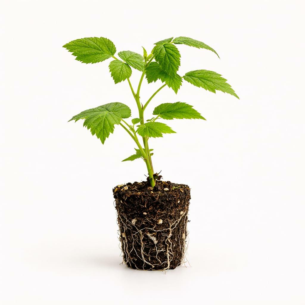 PLANT NOOK Caroline Everbearing Raspberry Live Plant Starter Plug 2-Pack | Large Sweet Red Berries | Primocane Fruiting Berry Plant for Home Gardens