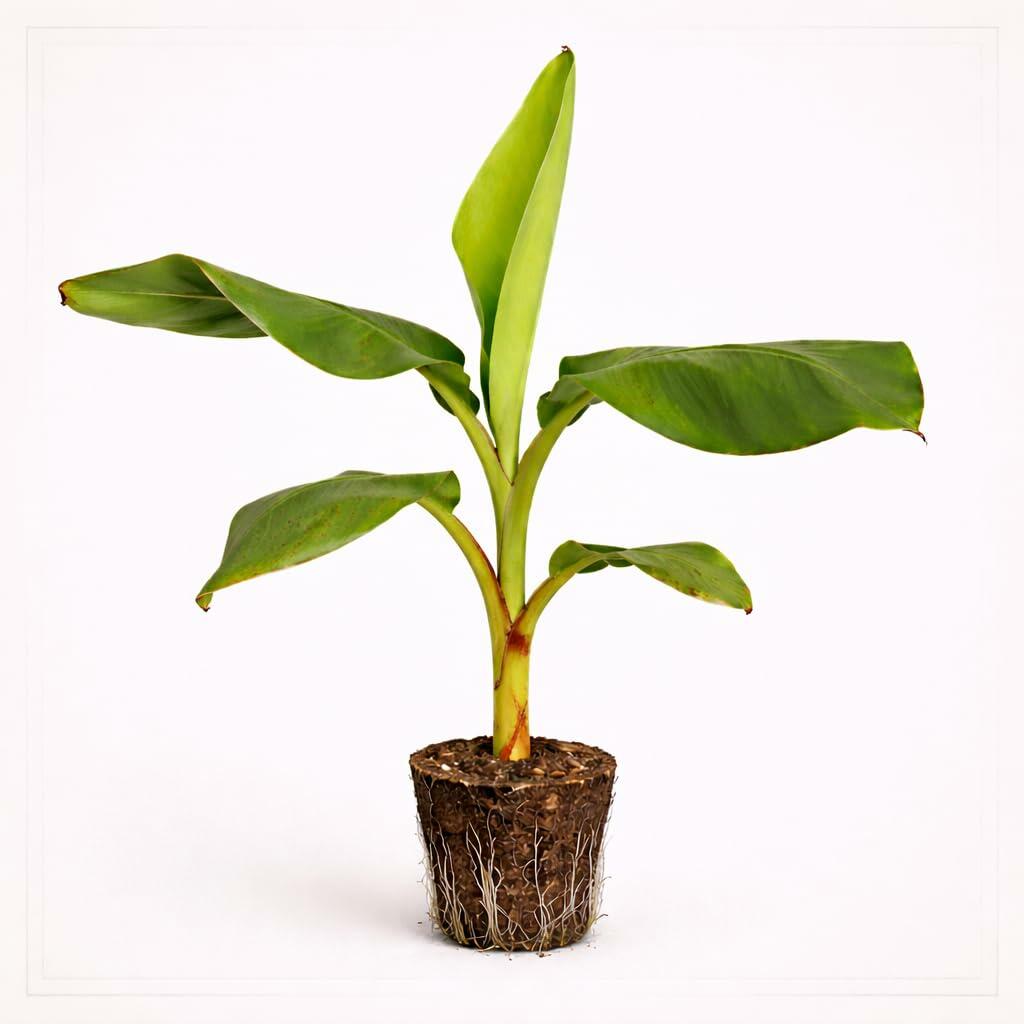 PLANT NOOK Sweetheart Banana Live Plant Starter Plug 2-Pack | FHIA-3 Hybrid Banana Great for Cooking Green | Wind Resistant Disease Resistant Variety | Full Sun Tropical Plant