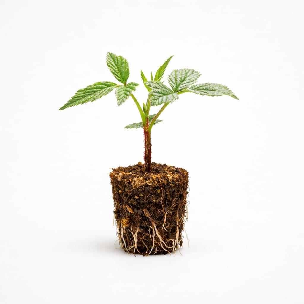 PLANT NOOK Fall Gold Yellow Raspberry Live Plant Starter Plug 2-Pack | Sweet Golden Berries | Everbearing Raspberry Bush for Home Gardens and Backyard Fruit